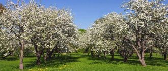 Blooming apple trees