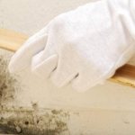 primer against fungus and mold