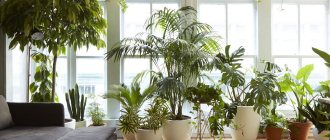 Indoor plants in the winter garden of a city apartment