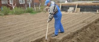 Correct technique for digging soil in the garden